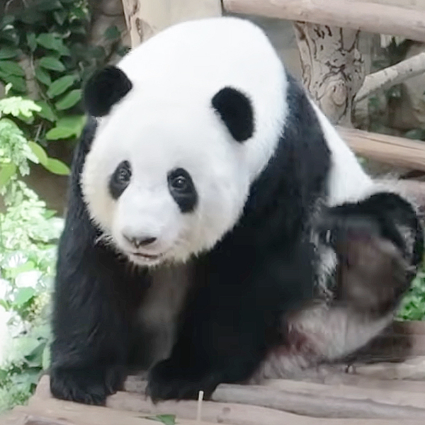 パンダ パンダLOVEツアー Zoo Negara Malaysiaへ車でご同行（1組12,800円