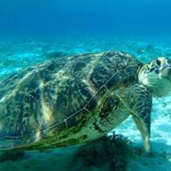 ハワイ オアフ島半日 全日観光フリープラン オアフ島 ハワイ ロコタビ