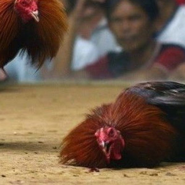 マニラで闘鶏 コックファイテング 体験 日曜日の午後限定 マニラ ロコタビ マニラで闘鶏 コックファイテング 体験 日曜日の午後限定 マニラ ロコタビ