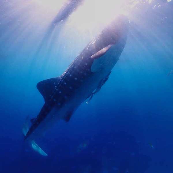 Yamatoさんがセブ島の旅のお手伝いします ロコタビ