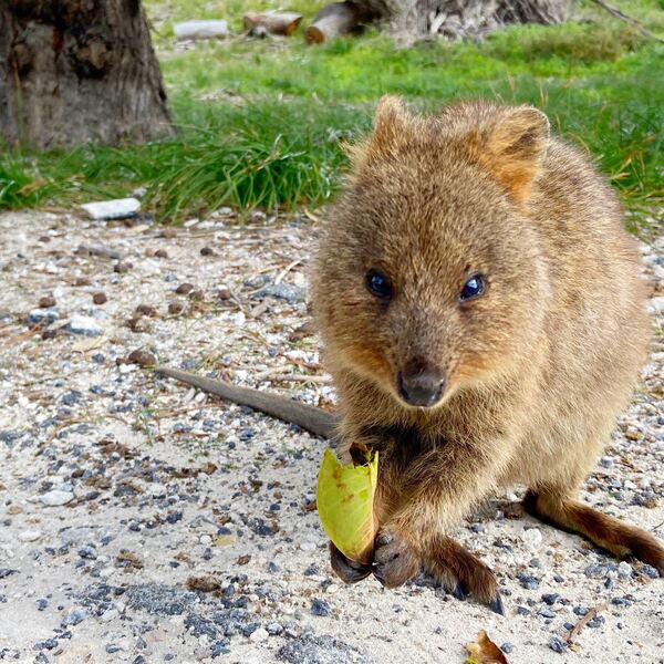 終了しました 8月16日 日 時 オーストラリア在住5年以上のえどまゆさんが送る ロットネスト島 でみんなでクオッカワラビーを見に行こう ファミリー キッズ向け 千代田区 ロコタビ