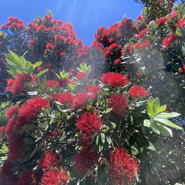 11月6日 土 限定 ニュージーランド生中継 ベテランガイドと巡る 花と緑のオンラインツアー オークランド Nz ロコタビ