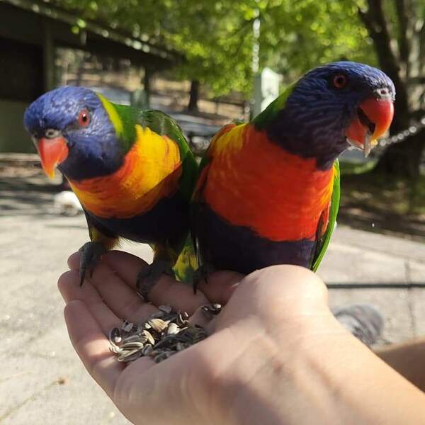 日本からはちょっと遠いアデレードをバーチャル観光 アデレード ロコタビ