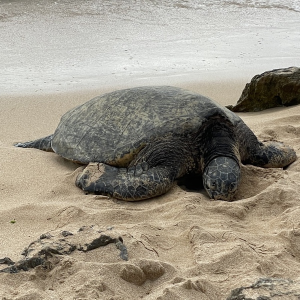 オアフ島一周パーフェクトプライベートドライブツアー オアフ島 ハワイ ロコタビ