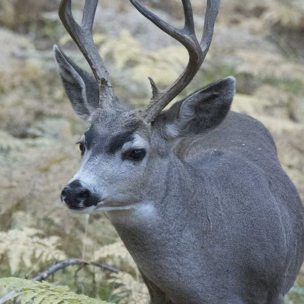 大型動物を見にロサンゼルスから北にドライブガイド。セコイア国立公園