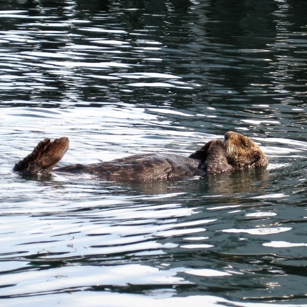 野生のラッコとモントレーでカヤック | サンフランシスコ | ロコタビ