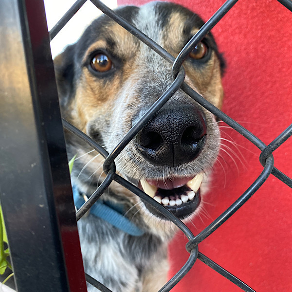 スドー ロックシェルターSP XXL 新品未読 シェルタードッグズ ロック