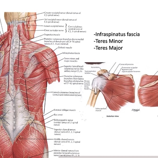 チェコ 医学部 解剖学 Anatomy 試験対策 - 参考書