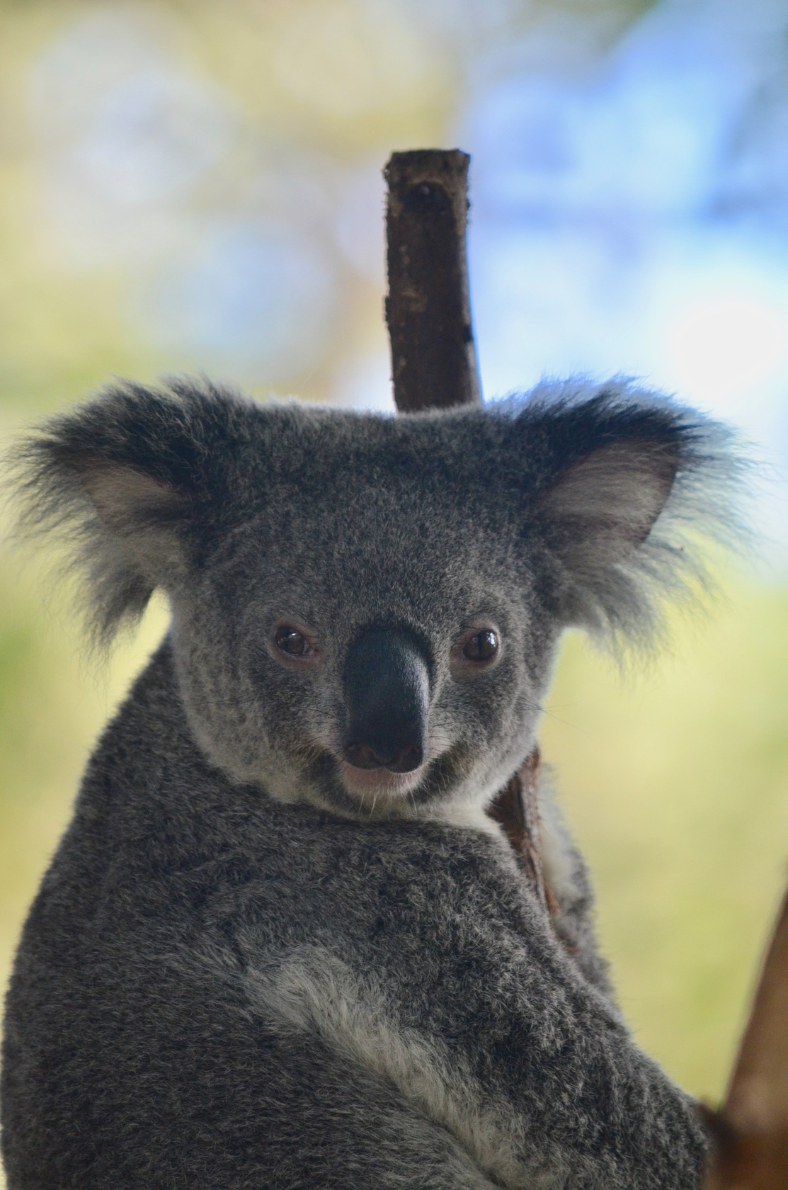 オーストラリア固有動物とアボリジニ文化を見る