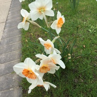 サウサンプトン在住日本人のおすすめ 人気お土産1選 ロコタビ