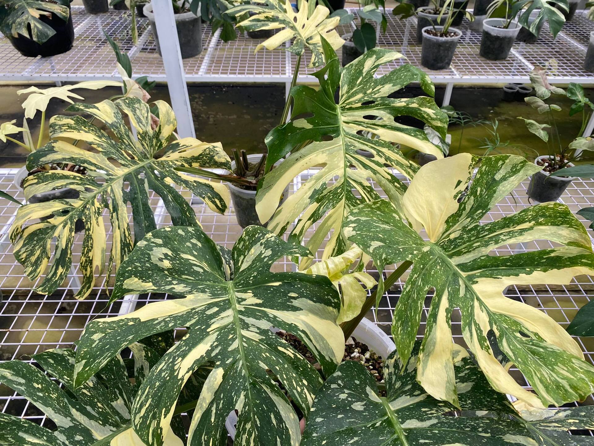 5モンステラ デリシオーサ クリームブリュレ Monstera Deliciosa Creme