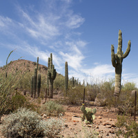 アリゾナ州在住日本人のおすすめ！人気ショッピング・買物スポット8選