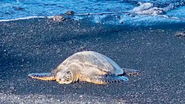 ハワイ火山国立公園・マウナケア山　山頂ツアー・ハワイ島の満天の星空ツアー・黒砂海岸・B級グルメめぐり