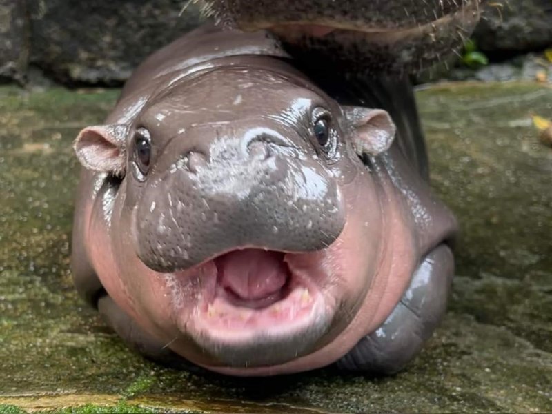 カオキアオ動物園