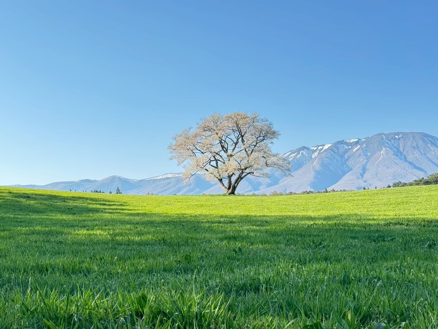 岩手県　小岩井農場