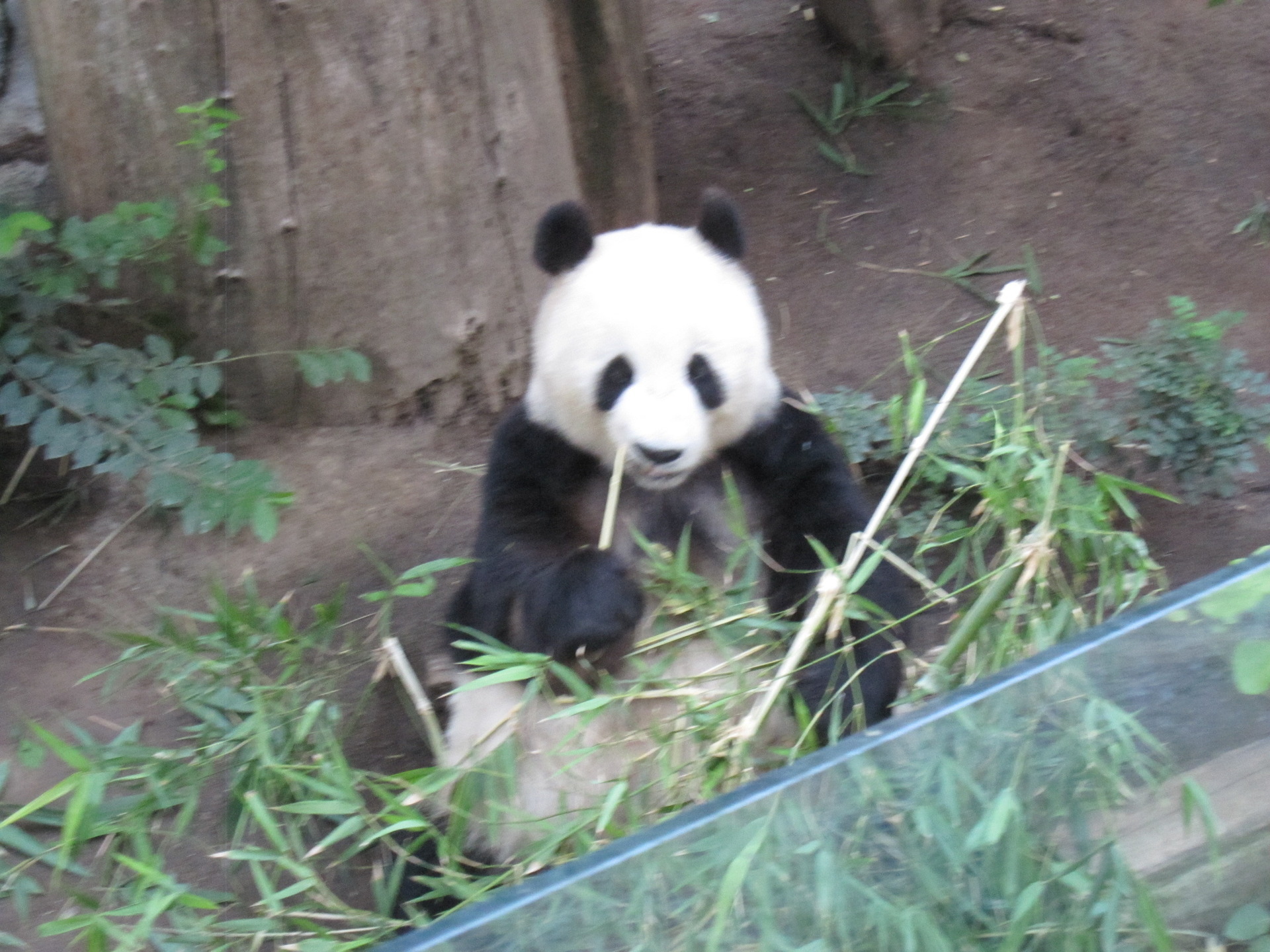 サンディエゴ動物園