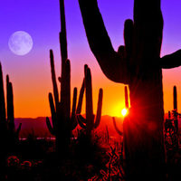 チャンドラー アリゾナ 在住日本人のおすすめ 人気お土産1選 ロコタビ