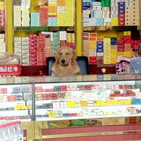 犬が店主のタバコ屋