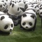 バンクーバー在住のロコ、ベッキー🐼さん