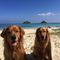コー・ダリーン在住のロコ、Kailua HLSさん
