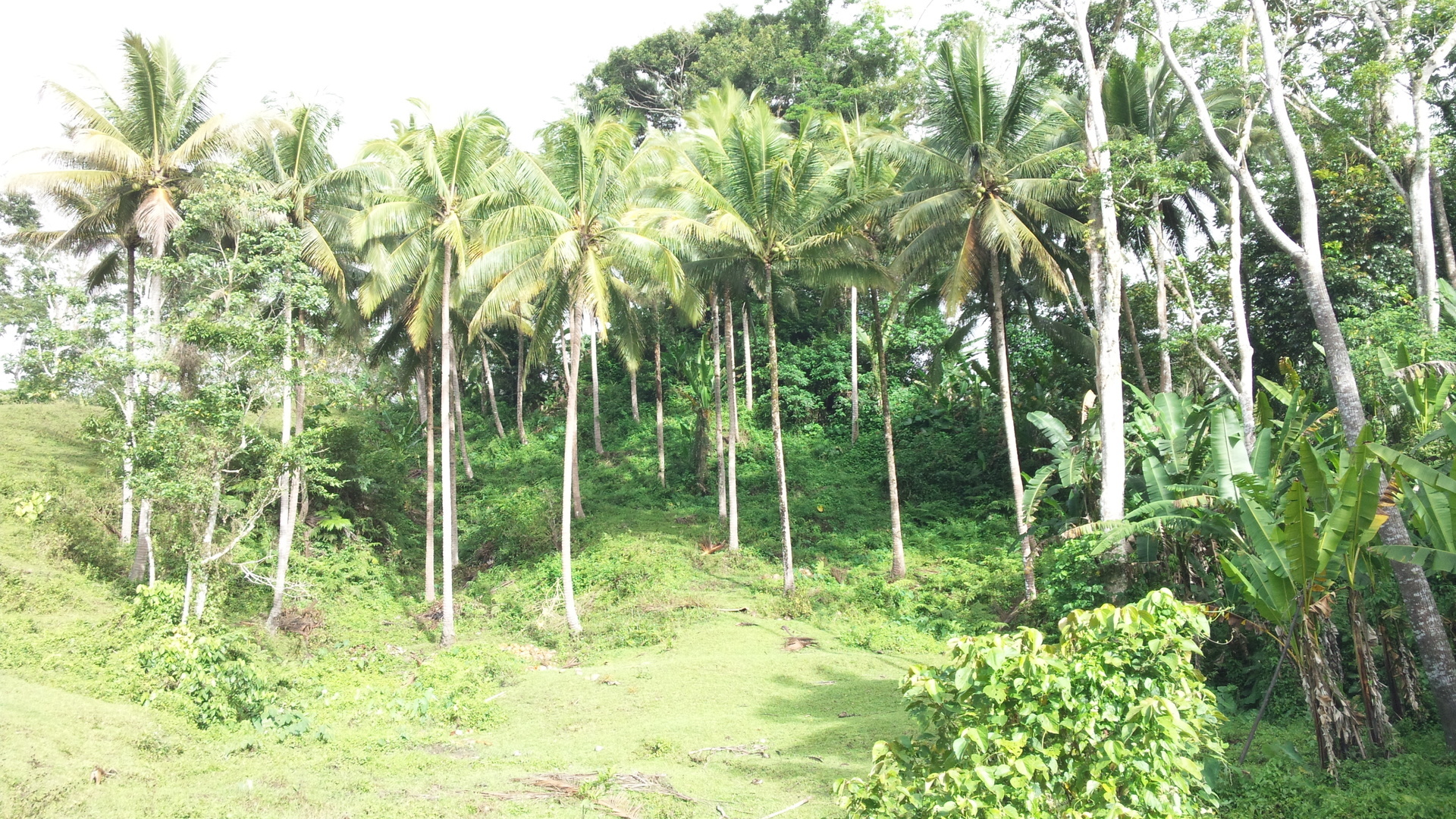 はたけさんがボホール島の旅のお手伝いします ロコタビ