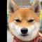 ロサンゼルス在住のロコ、番犬さん