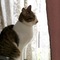 パリ在住のロコ、ねこさんさん