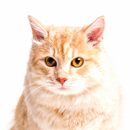 スヴァールバル諸島在住日本人が旅の案内ガイドや通訳 予約代行します ロコタビ