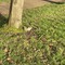 ロンドン在住のロコ、Myoiさん