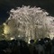 京都市在住のロコ、えるさん
