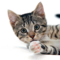 パリ在住のロコ、YKparisさん