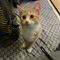 コペンハーゲン在住のロコ、nekokatさん