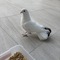 オークランド（NZ）在住のロコ、梅子さん